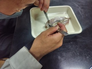 URⅡ生物班と自然科学部生物班による実験