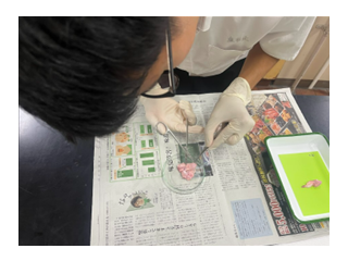 3年普通科・理数科生物「眼球の観察」