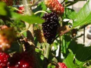 クワの実が色付き始めました。