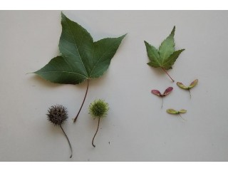 モミジとモミジバフウ