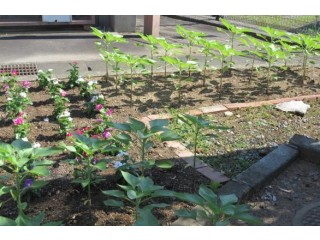 日を向くから、向日葵（ヒマワリ）