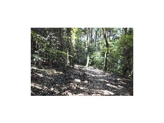 こもれび（木漏れ日、木洩れ日）