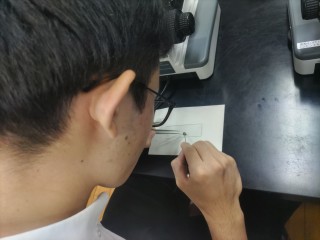 2年普通科生物基礎・生物「だ腺染色体の観察」