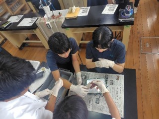 2年理数科理数生物　「腎臓の解剖」