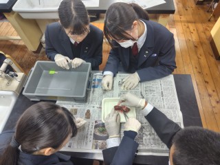２年普通科生物「腎臓の観察」